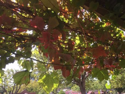 12935413_1159900370688119_1633862365_n